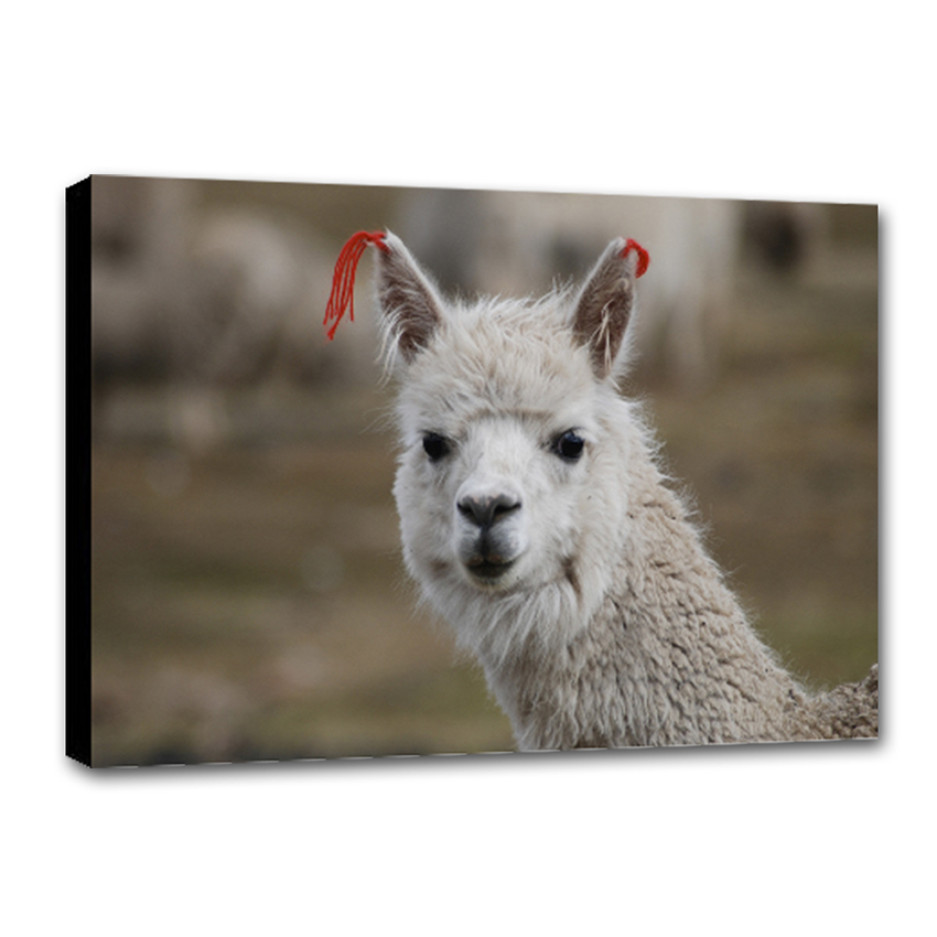 Alpaca Peruana - Imágenes de la Naturaleza en Alta Resolución - Papel Fotográfico Importado – Cuadro con Bastidor Listo para Colgar