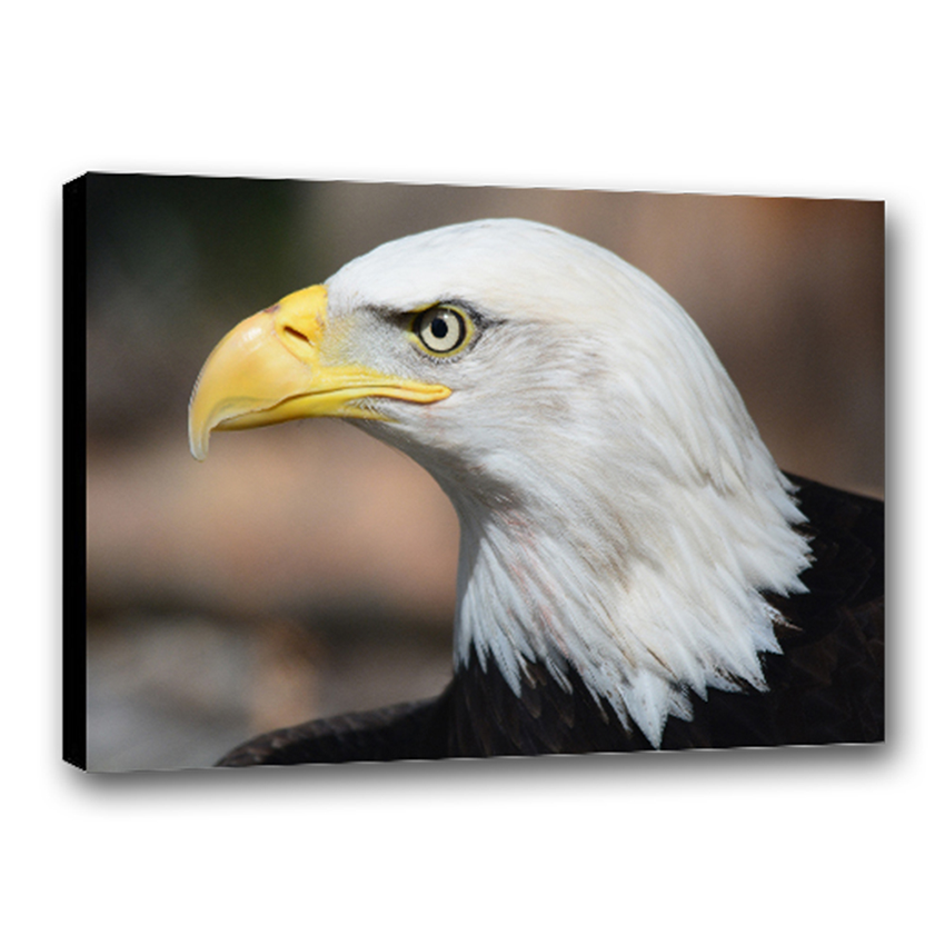 Águila Calva - Imágenes de la Naturaleza en Alta Resolución - Papel Fotográfico Importado – Cuadro con Bastidor Listo para Colgar