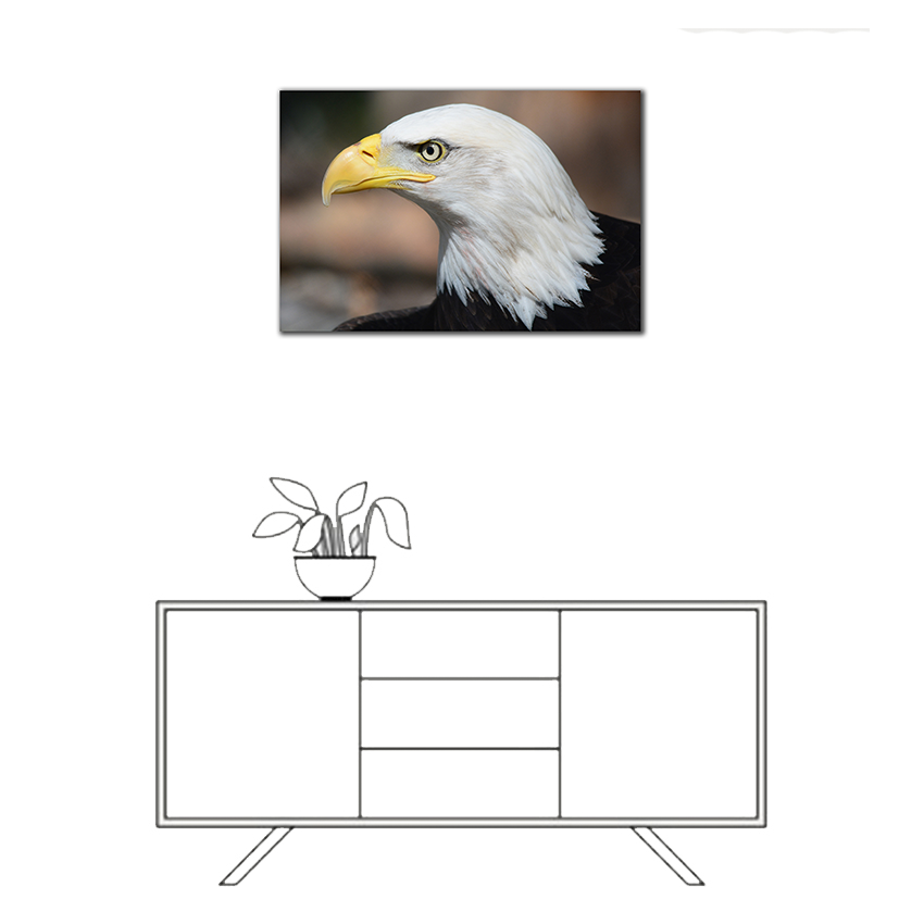 Águila Calva - Imágenes de la Naturaleza en Alta Resolución - Papel Fotográfico Importado – Cuadro con Bastidor Listo para Colgar