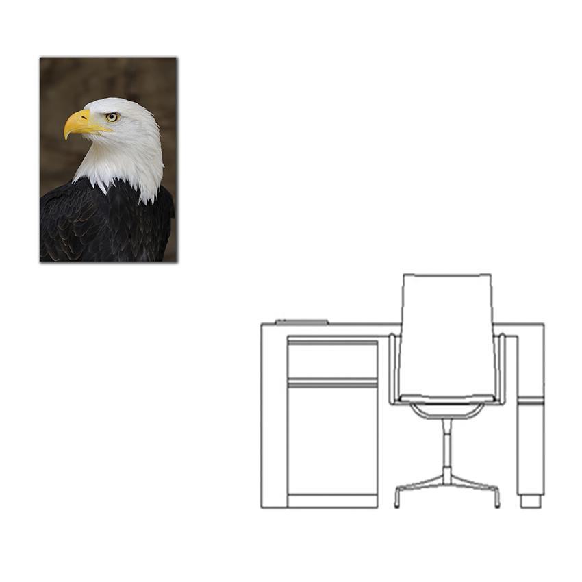 Águila Calva - Imágenes de la Naturaleza en Alta Resolución - Papel Fotográfico Importado – Cuadro con Bastidor Listo para Colgar