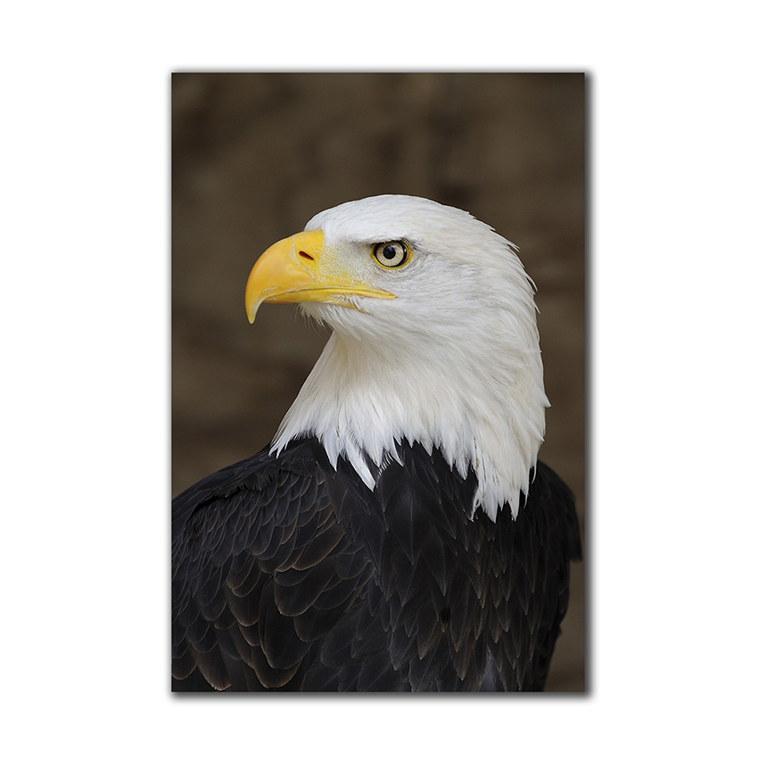 Águila Calva - Imágenes de la Naturaleza en Alta Resolución - Papel Fotográfico Importado – Cuadro con Bastidor Listo para Colgar
