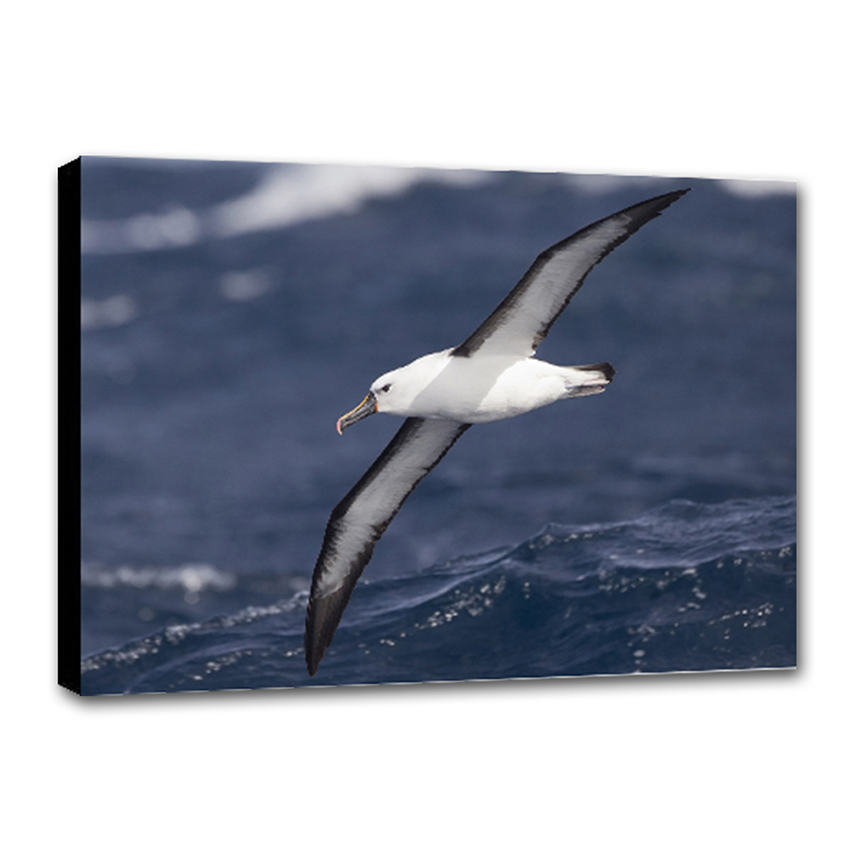 Albatros Viajero - Imágenes de la Naturaleza en Alta Resolución - Papel Fotográfico Importado – Cuadro con Bastidor Listo para Colgar