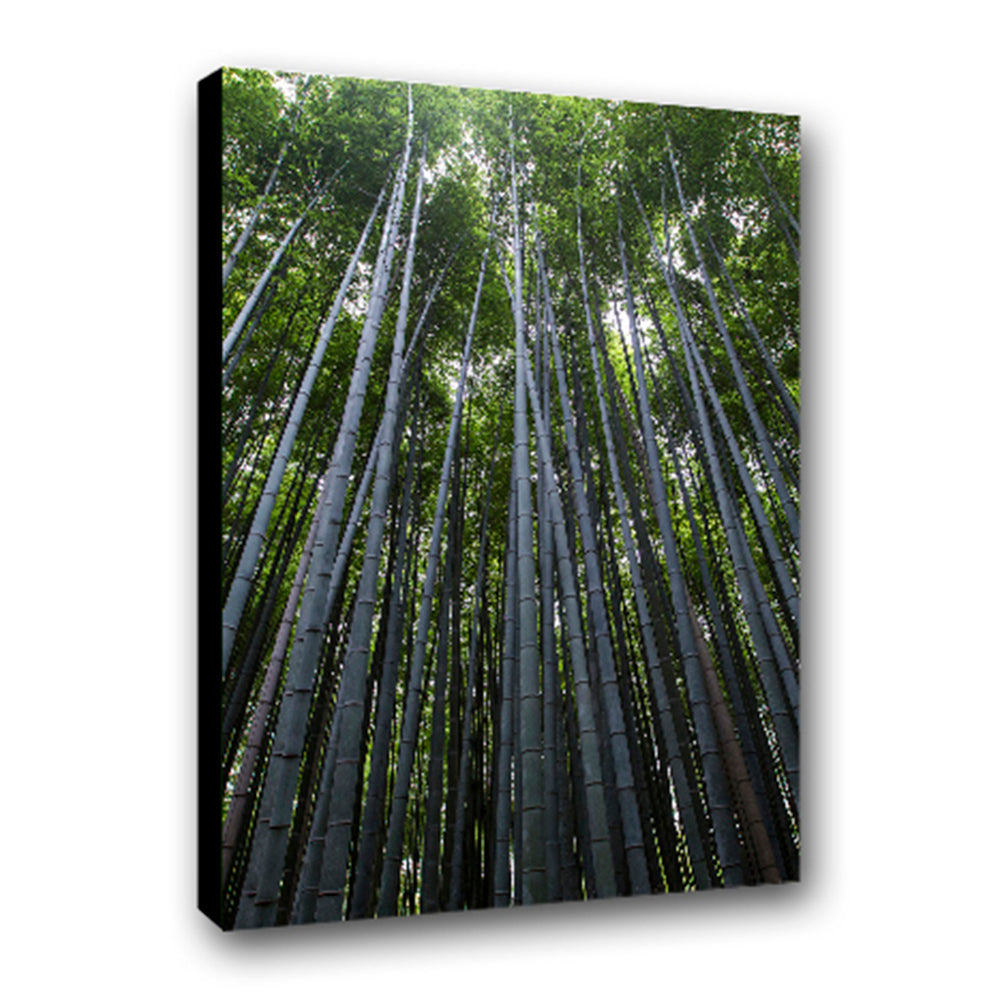 Bambú - Imágenes de la Naturaleza en Alta Resolución - Papel Fotográfico Importado – Cuadro con Bastidor Listo para Colgar