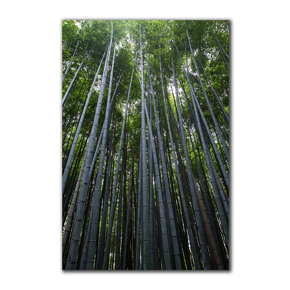 Bambú - Imágenes de la Naturaleza en Alta Resolución - Papel Fotográfico Importado – Cuadro con Bastidor Listo para Colgar