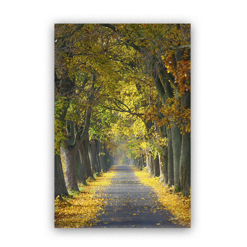 Camino Arbolado - Imágenes de la Naturaleza en Alta Resolución - Papel Fotográfico Importado – Cuadro con Bastidor Listo para Colgar