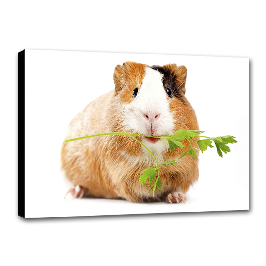 Peruanísimo Cuy - Imágenes de la Naturaleza en Alta Resolución - Papel Fotográfico Importado – Cuadro con Bastidor Listo para Colgar