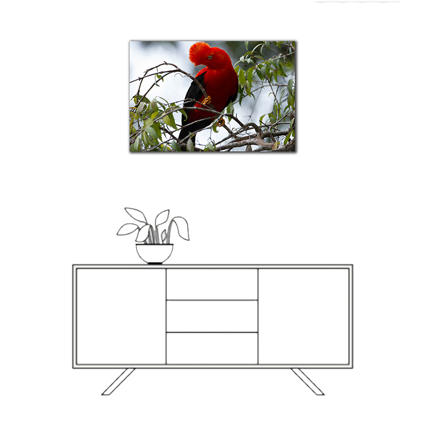 Gallito de las Rocas - Imágenes de la Naturaleza en Alta Resolución - Papel Fotográfico Importado – Cuadro con Bastidor Listo para Colgar