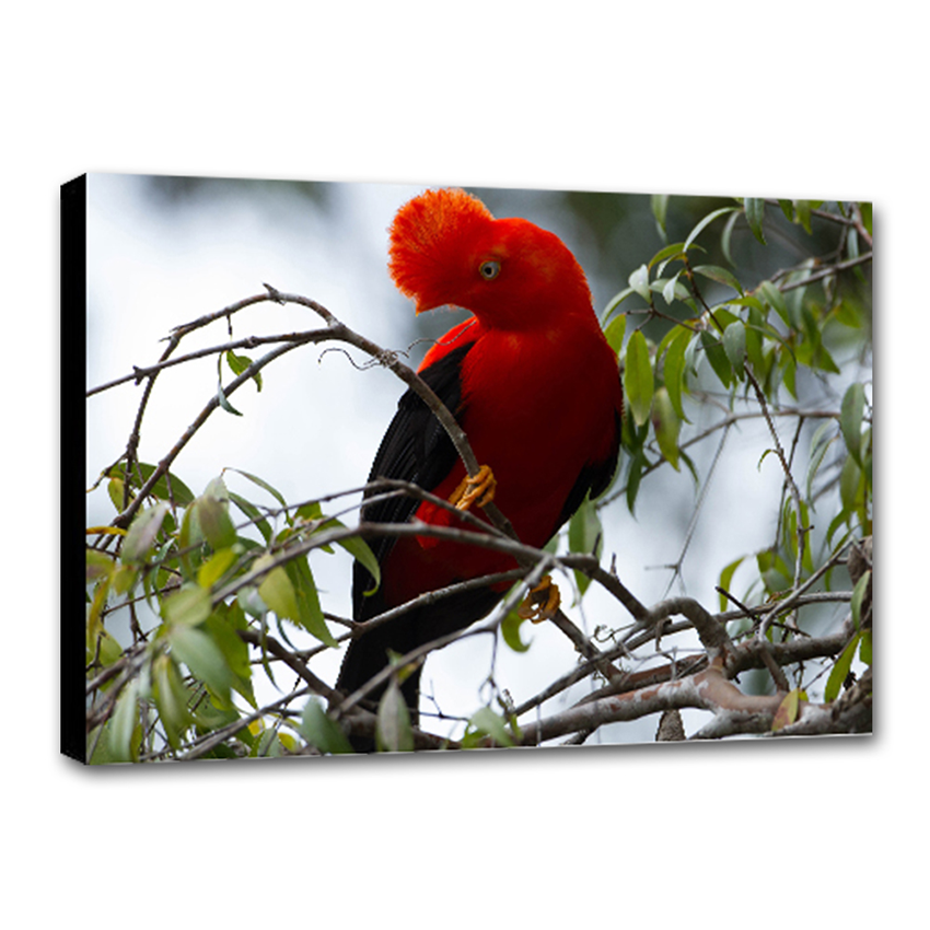Gallito de las Rocas - Imágenes de la Naturaleza en Alta Resolución - Papel Fotográfico Importado – Cuadro con Bastidor Listo para Colgar