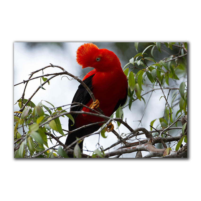 Gallito de las Rocas - Imágenes de la Naturaleza en Alta Resolución - Papel Fotográfico Importado – Cuadro con Bastidor Listo para Colgar