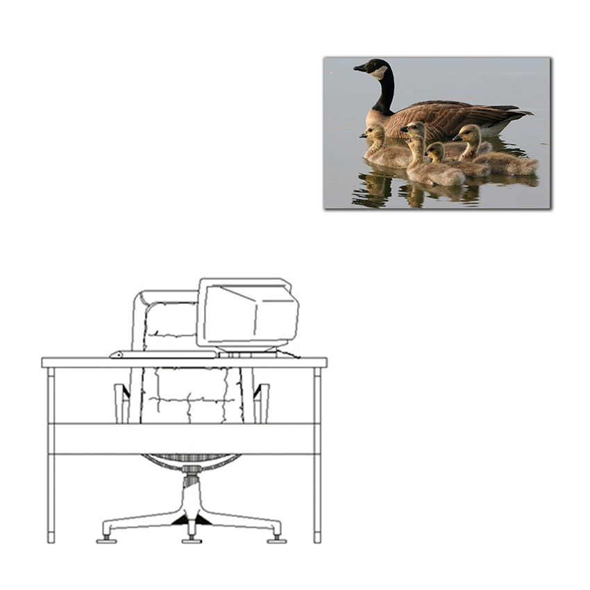 Familia de Gansos - Imágenes de la Naturaleza en Alta Resolución - Papel Fotográfico Importado – Cuadro con Bastidor Listo para Colgar