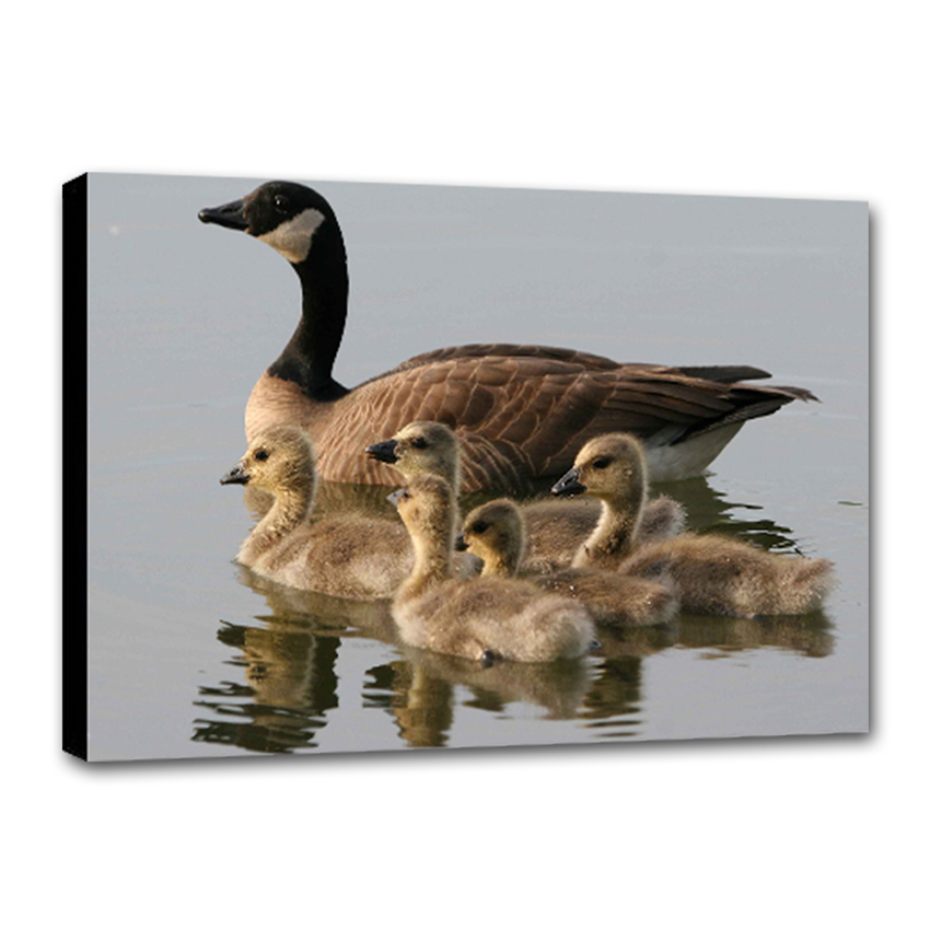 Familia de Gansos - Imágenes de la Naturaleza en Alta Resolución - Papel Fotográfico Importado – Cuadro con Bastidor Listo para Colgar