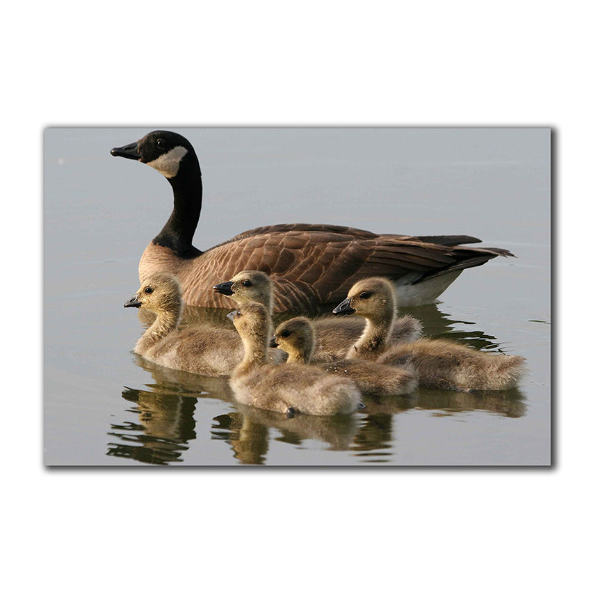 Familia de Gansos - Imágenes de la Naturaleza en Alta Resolución - Papel Fotográfico Importado – Cuadro con Bastidor Listo para Colgar