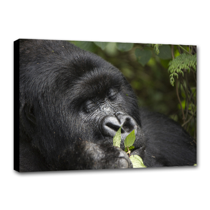 Gorila Pensativo - Imágenes de la Naturaleza en Alta Resolución - Papel Fotográfico Importado – Cuadro con Bastidor Listo para Colgar