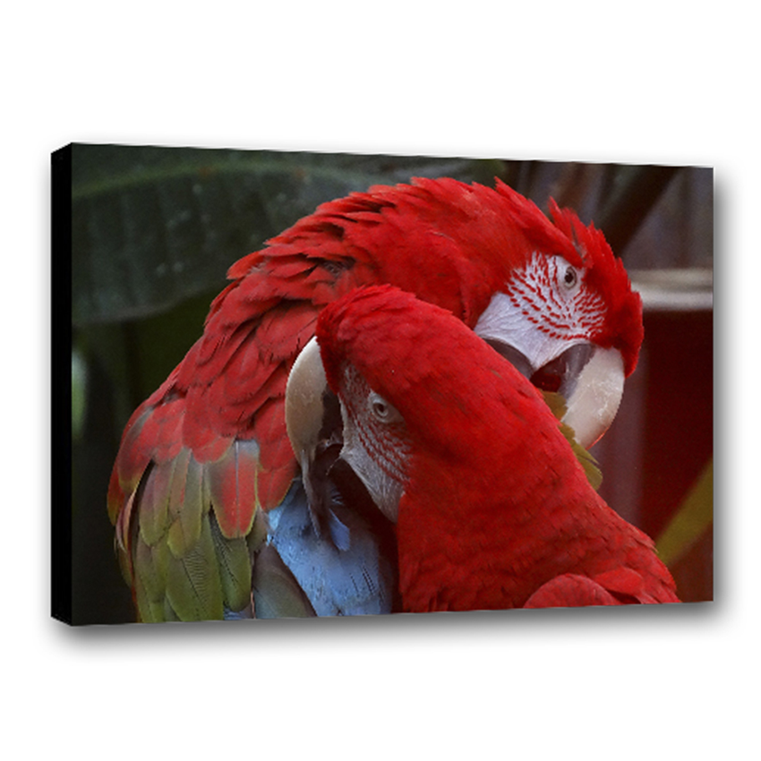 Guacamayos - Imágenes de la Naturaleza en Alta Resolución - Papel Fotográfico Importado – Cuadro con Bastidor Listo para Colgar