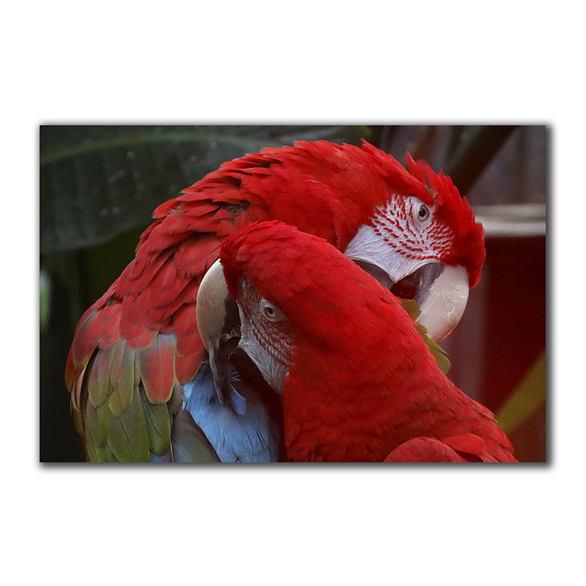 Guacamayos - Imágenes de la Naturaleza en Alta Resolución - Papel Fotográfico Importado – Cuadro con Bastidor Listo para Colgar
