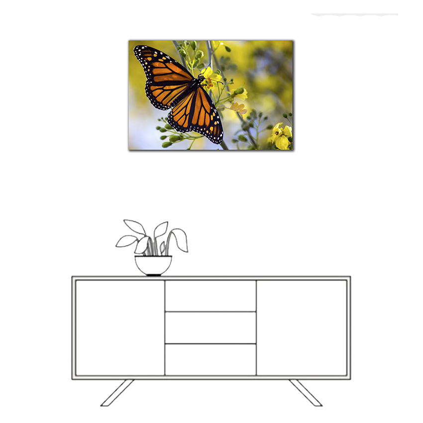 Monarca - Imágenes de la Naturaleza en Alta Resolución - Papel Fotográfico Importado – Cuadro con Bastidor Listo para Colgar