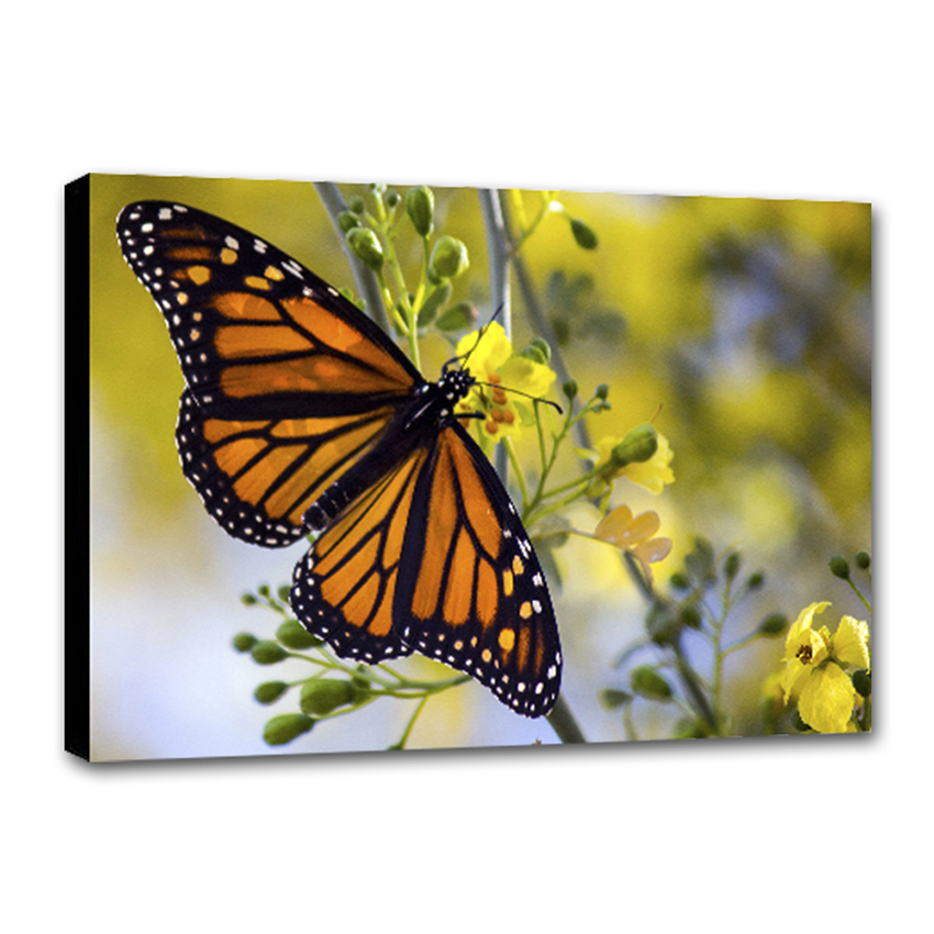 Monarca - Imágenes de la Naturaleza en Alta Resolución - Papel Fotográfico Importado – Cuadro con Bastidor Listo para Colgar