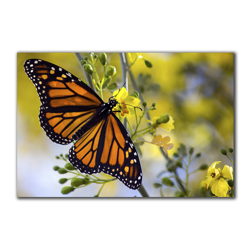 Monarca - Imágenes de la Naturaleza en Alta Resolución - Papel Fotográfico Importado – Cuadro con Bastidor Listo para Colgar