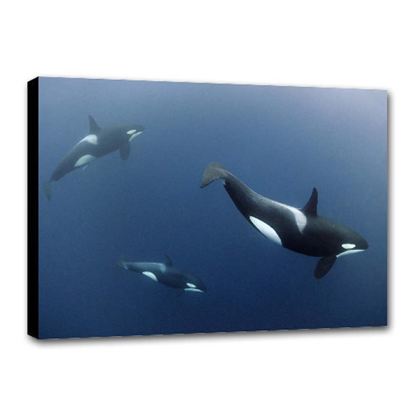 Orcas - Imágenes de la Naturaleza en Alta Resolución - Papel Fotográfico Importado – Cuadro con Bastidor Listo para Colgar
