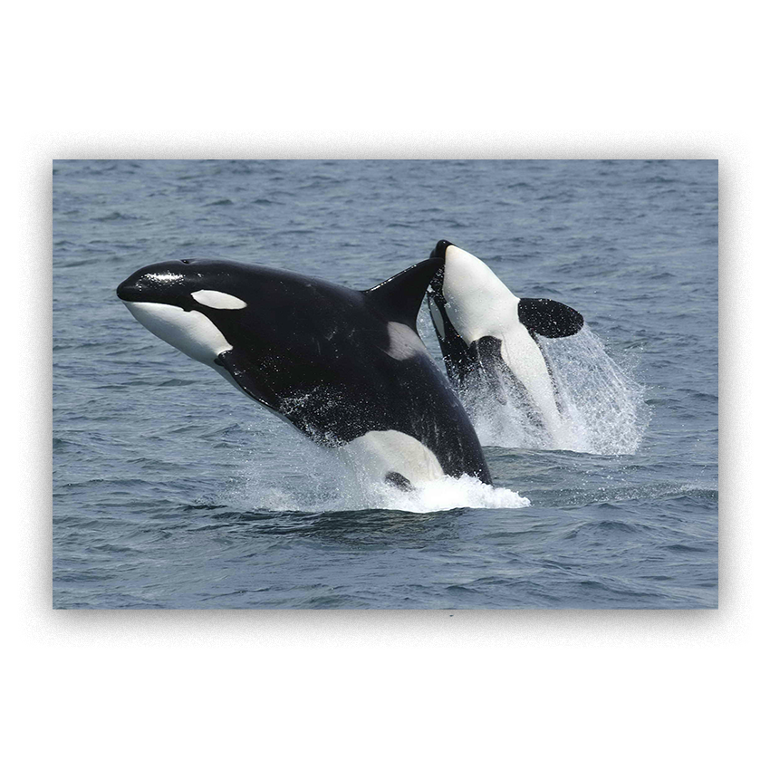 Orcas - Imágenes de la Naturaleza en Alta Resolución - Papel Fotográfico Importado – Cuadro con Bastidor Listo para Colgar