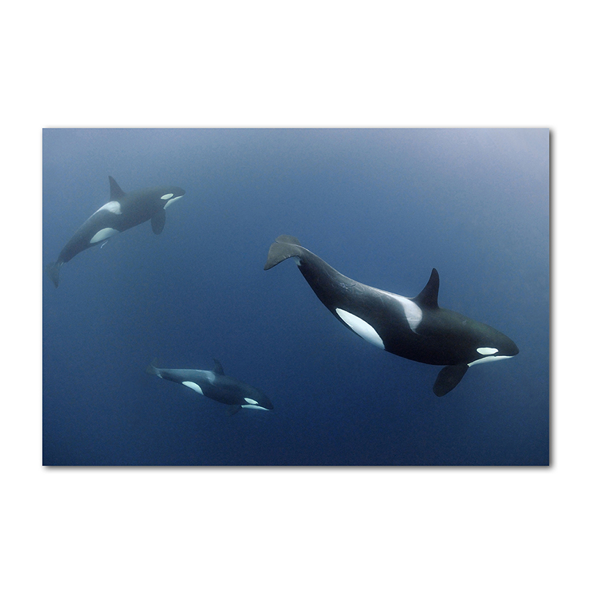Orcas - Imágenes de la Naturaleza en Alta Resolución - Papel Fotográfico Importado – Cuadro con Bastidor Listo para Colgar