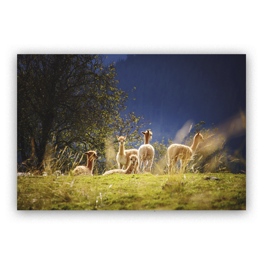 Vicuñas Juveniles - Imágenes de la Naturaleza en Alta Resolución - Papel Fotográfico Importado – Cuadro con Bastidor Listo para Colgar
