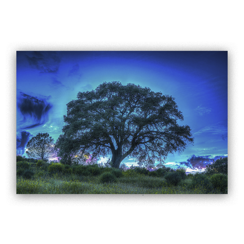 Árbol Mágico - Imágenes de la Naturaleza en Alta Resolución - Papel Fotográfico Importado – Cuadro con Bastidor Listo para Colgar