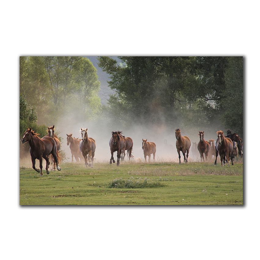 Estampida de Caballos - Imágenes de la Naturaleza en Alta Resolución - Papel Fotográfico Importado – Cuadro con Bastidor Listo para Colgar